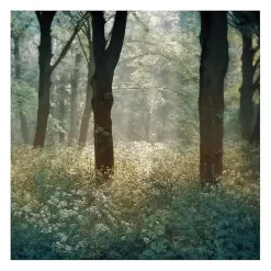 Kirklands Home Canvas Art|Morning in the Forest Giclee Canvas Art Print