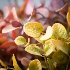 Outlet color Eucalyptus Bouquets, Set of 3 Stems & Bouquets