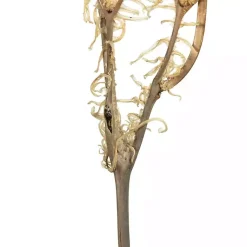 Hot Natural Bleached Andares Fern Stems, Set of 9 Stems & Bouquets