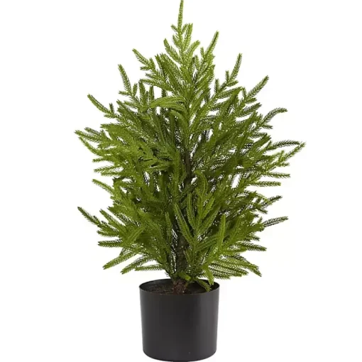 Discount Norfolk Island Pine Mini Tree in Black Planter Christmas Arrangements & Garland