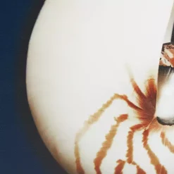 Kirklands Home Canvas Art|Ocean Shell Framed Canvas Art Prints, Set of 4