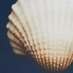 Kirklands Home Canvas Art|Ocean Shell Framed Canvas Art Prints, Set of 4