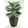 Clearance Phoenix Palm Tree in Black Planter Trees & Topiaries