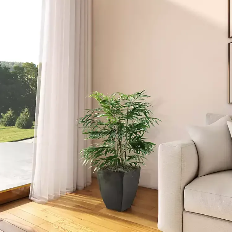 Clearance Phoenix Palm Tree in Black Planter Trees & Topiaries