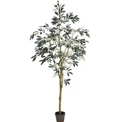 Sale Potted Olive Branch Tree, 6 ft. Trees & Topiaries
