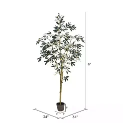 Sale Potted Olive Branch Tree, 6 ft. Trees & Topiaries