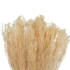 New Preserved Natural Bleached Staavia Bush Stems & Bouquets
