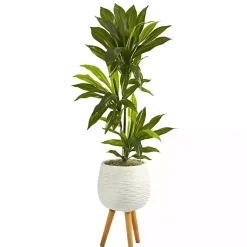 Discount Real Touch Dracaena in Mossy Tripod Planter Trees & Topiaries