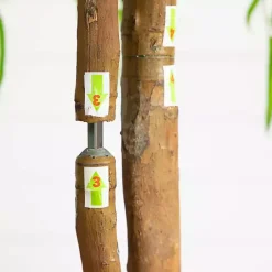 New Real Touch Willow Tree in Black Planter, 5 ft. Trees & Topiaries