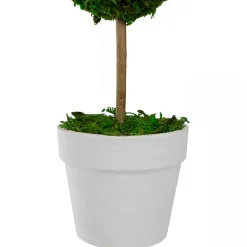 Hot Reindeer Moss Ball Topiary in White Pot Trees & Topiaries
