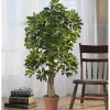 Online Schefflera Tree in Terra Cotta Planter, 4 ft. Trees & Topiaries