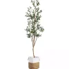 Hot Slim Olive Tree in Woven Planter, 7 ft. Trees & Topiaries