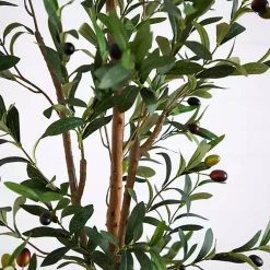 Hot Slim Olive Tree in Woven Planter, 7 ft. Trees & Topiaries