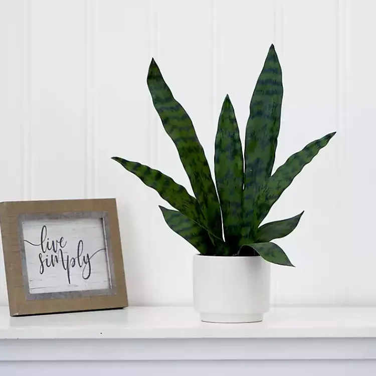 Outlet Snake Plant Arrangement in White Planter Arrangements & Greenery