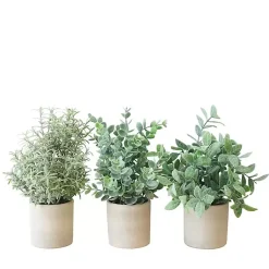Succulent Arrangements in Cement Pots, Set of 3 Arrangements & Greenery