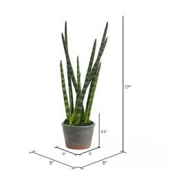 Outlet Tiger Tail Succulent in Distressed Planter Arrangements & Greenery