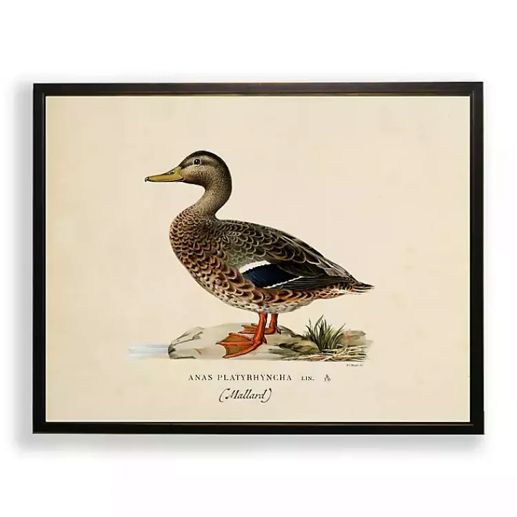 Kirklands Home Framed Art|Vintage Female Mallard Duck Framed Art Print
