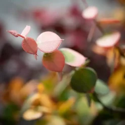 Hot Warm Toned Eucalyptus Stems, Set of 3 Stems & Bouquets