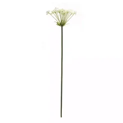 Best Queen Anne's Lace Stems, Set of 2 Stems & Bouquets