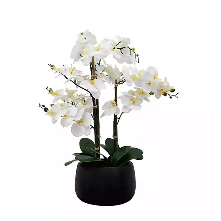 Hot White Real Touch Orchid Arrangement in Black Pot Arrangements & Greenery
